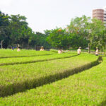 Lawn maintenance services